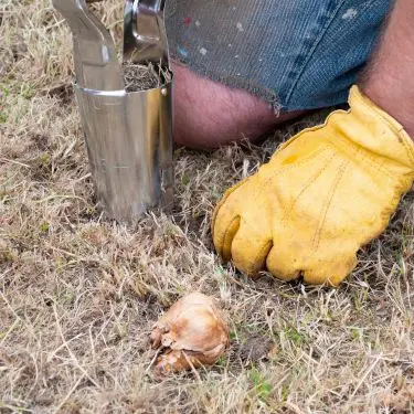 En hel løgplæne? Eller blot et lille bånd?